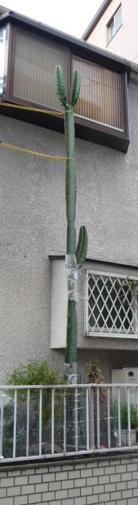 Very tall cactus in Tokyo