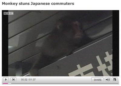 Monkey in Shibuya Station, Tokyo