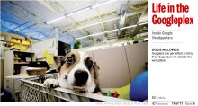 Dog in the Googleplex