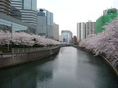 Cherry blossom in Osaki, Tokyo