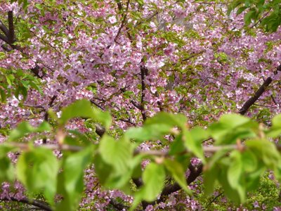 Blossom in Yoyogi Park