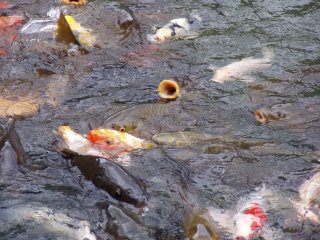 Japanische Karpfen (koi) haben Hunger