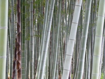 Bamboo in Setagaya-ku, Tokyo