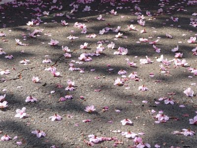 Fallen Sakura