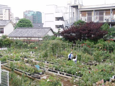 Tokyo Gardening