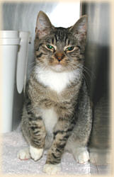Der Kater Ratzinger Der Kater Ratzinger