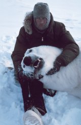 Knut the Berlin Polar Bear: the future