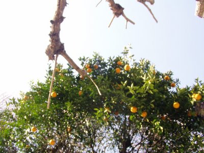 Oranges on tree in Tokyo