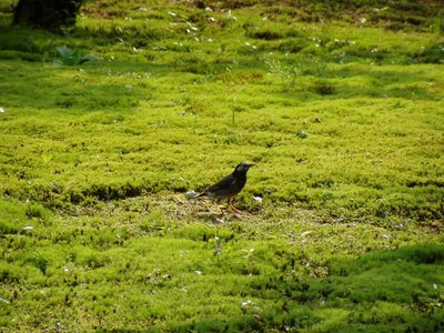 Kenrokuen Garden (兼六園) in Kanazawa