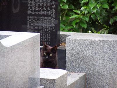 Katze am Aoyama-Friedhof