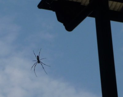 Spider in Tokyo, Japan Spider in Tokyo, Japan