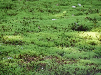 Moss, Kenrokuen (Kanazawa)